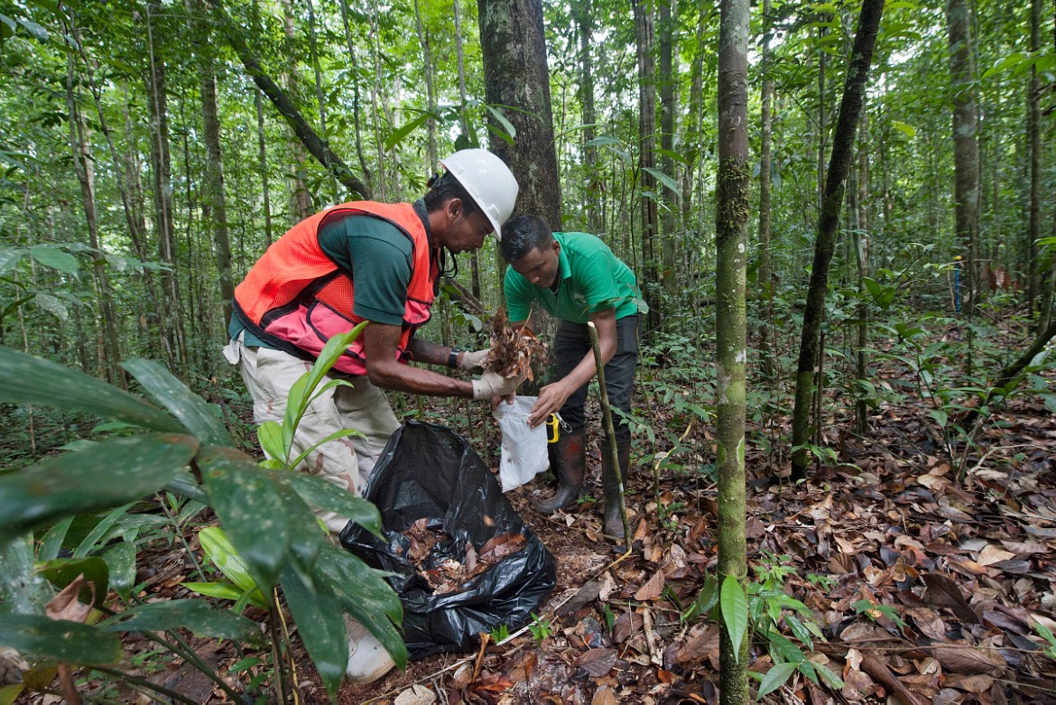 Norge og Guyana samarbeider om skogovervåkning