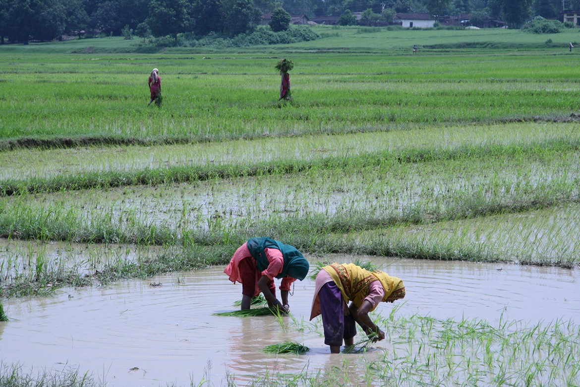Flom på rismarker i Nepal