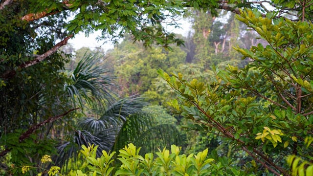 Rainforest