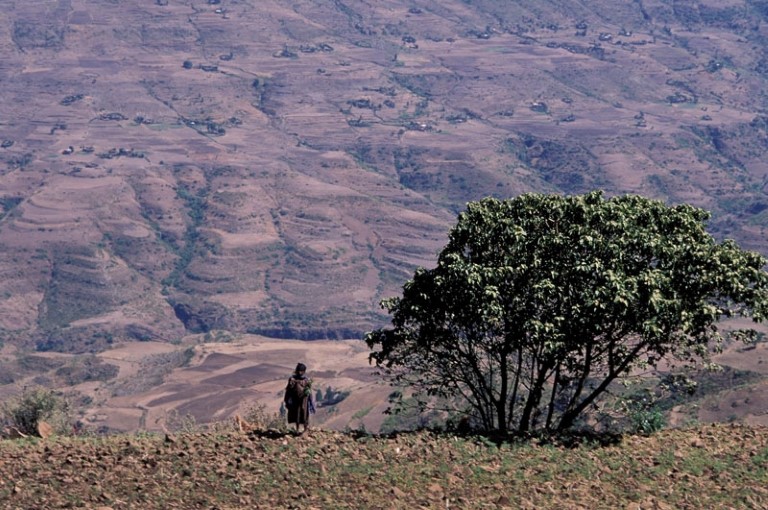 Mann står ved et stort tre og ser utover en dal, Etiopia