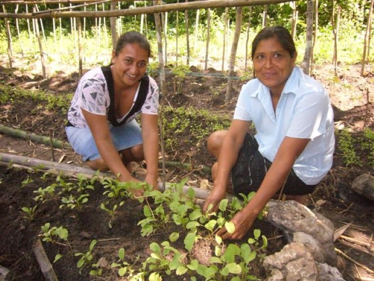 Kvinnegruppe i San Antonio, Belize, dyrker grønnsaker med veiledning fra CATIE.