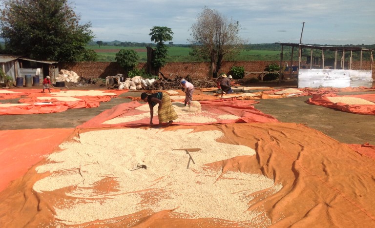 Tørkingen av maiskorn under solen ved norske GLAD-farm i Uganda er kvinnenes ansvar. Bedriften planlegger å etablere et tørkeanlegg for å håndtere de stadig økende avlingene.