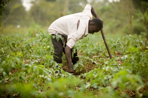 Increased agricultural productivity is important for poverty reduction in Uganda_NORHED